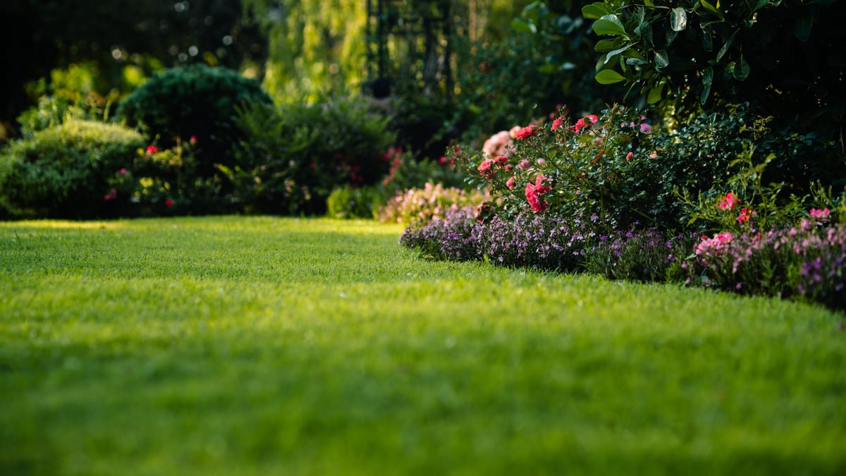 Green grass lawn with blooming flower bushes in a landscaped backyard